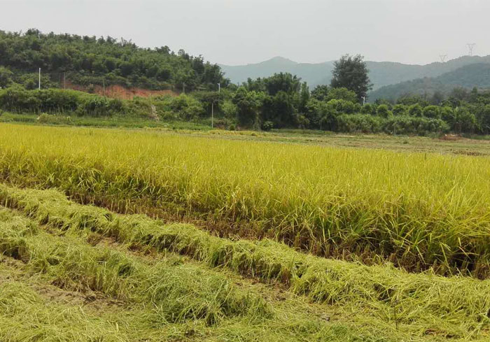 增城華農(nóng)實驗基地