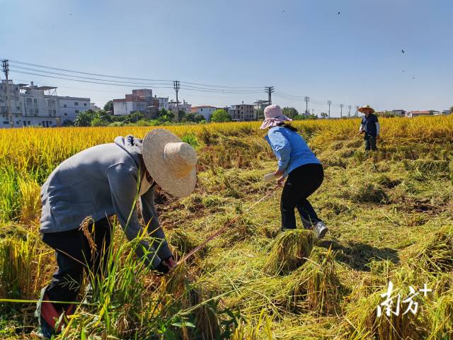 超聲種子增產(chǎn)預(yù)處理后，廣東興寧雙季絲苗香米突破畝產(chǎn)1446.18公斤，再創(chuàng)世界紀(jì)錄！